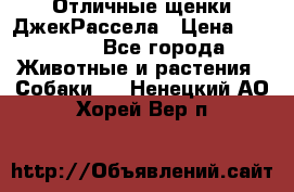 Отличные щенки ДжекРассела › Цена ­ 50 000 - Все города Животные и растения » Собаки   . Ненецкий АО,Хорей-Вер п.